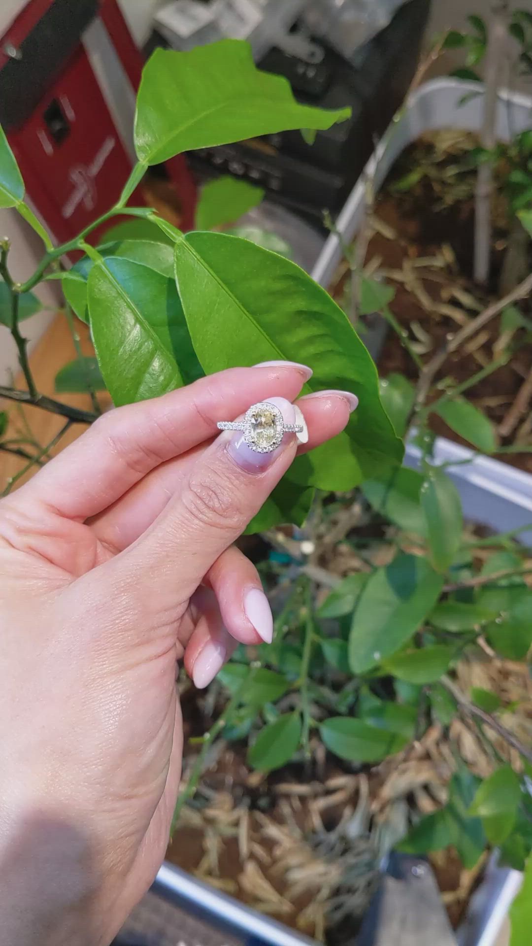 1.77 Ct. Yellow Sapphire and Natural Diamond Pave Ring, 18K White & Yellow Size Video