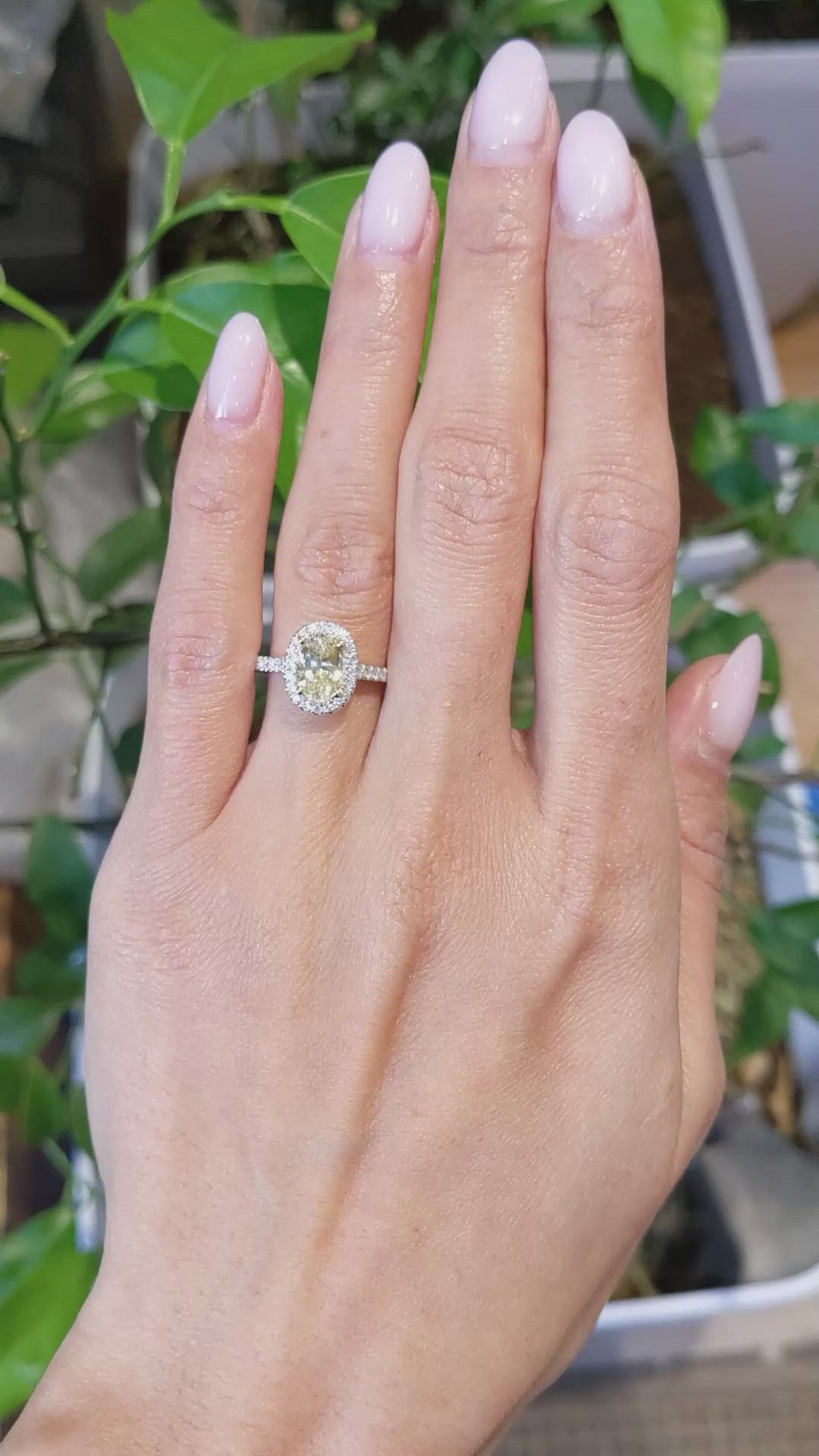 1.77 Ct. Yellow Sapphire and Natural Diamond Pave Ring, 18K White & Yellow Size Video