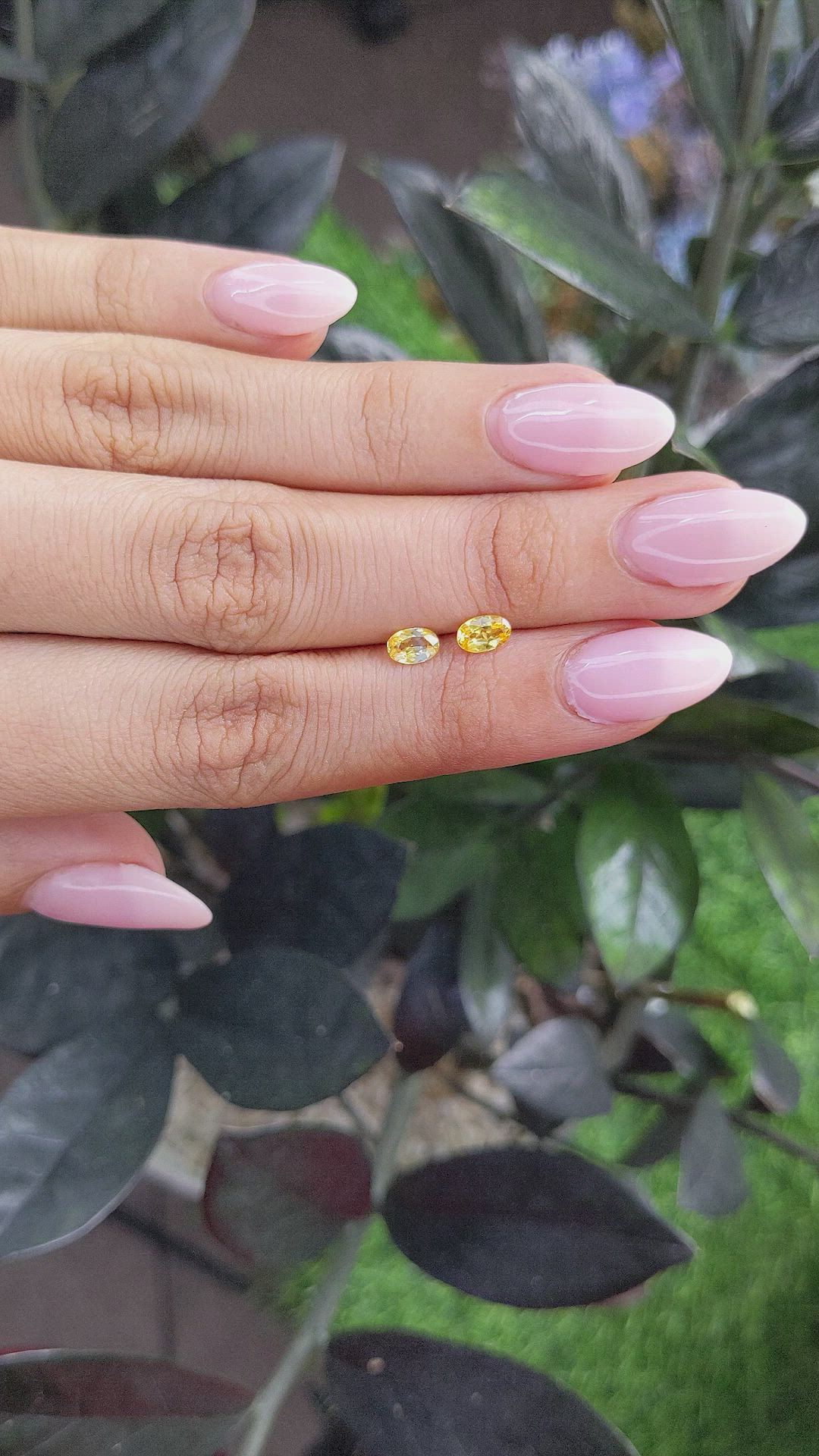 0.77 Ct.Tw.Total Carat Weight Yellow Sapphire Pair from Ceylon (Sri Lanka) Size Video