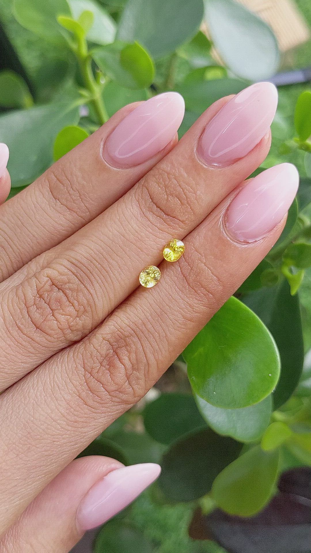 0.66&nbsp;Ct.Tw.Total Carat Weight Yellow Sapphire Pair from Ceylon (Sri Lanka) Size Video