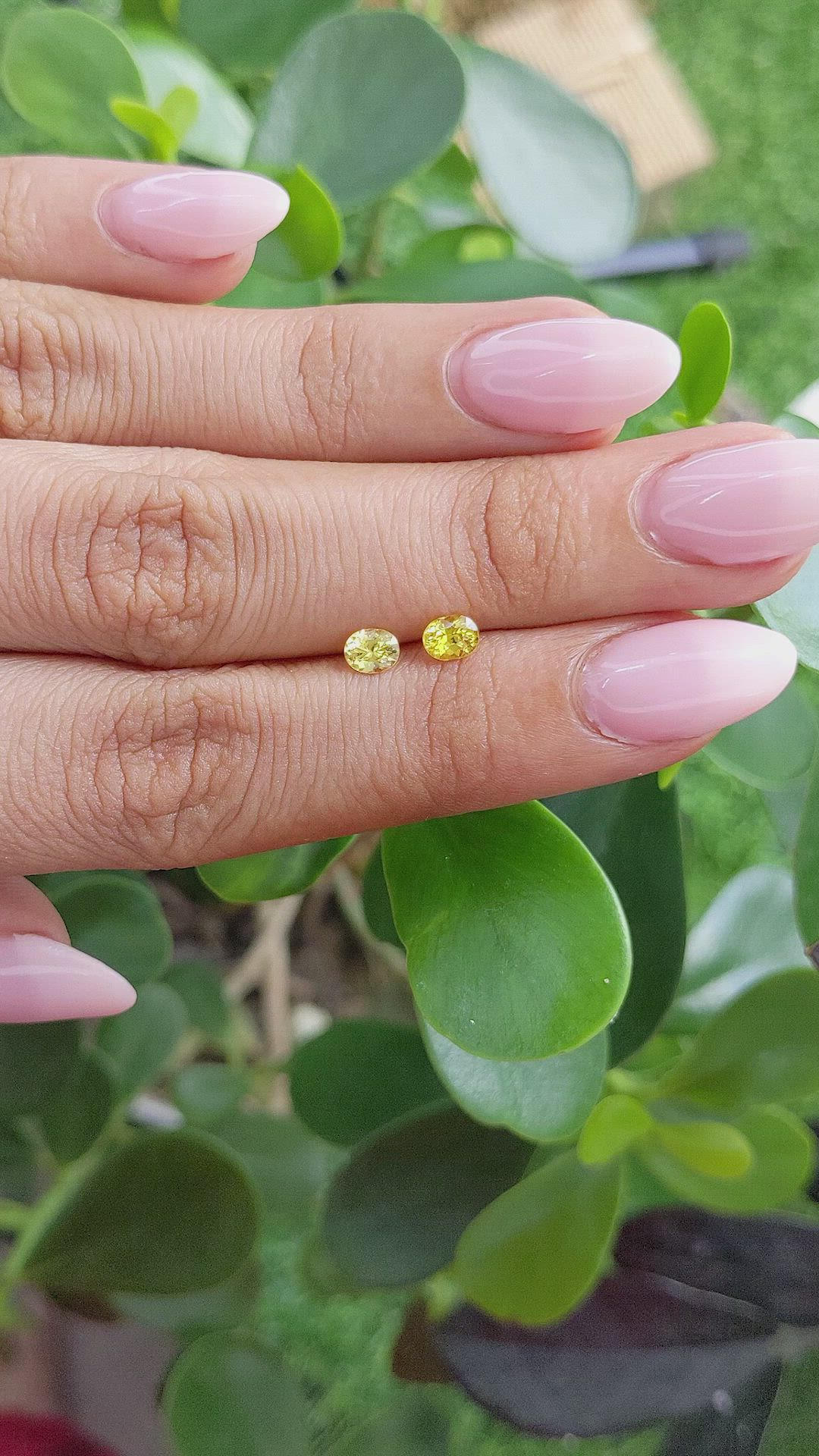 0.66&nbsp;Ct.Tw.Total Carat Weight Yellow Sapphire Pair from Ceylon (Sri Lanka) Size Video