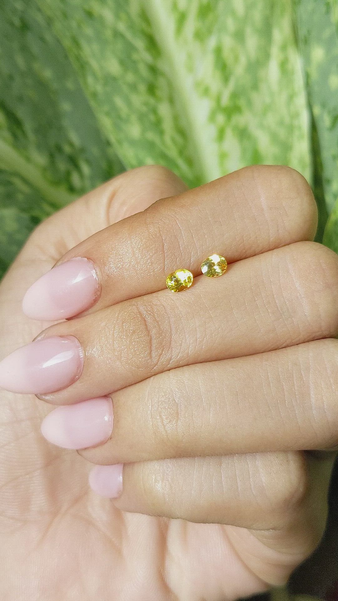 0.66&nbsp;Ct.Tw.Total Carat Weight Yellow Sapphire Pair from Ceylon (Sri Lanka) Size Video