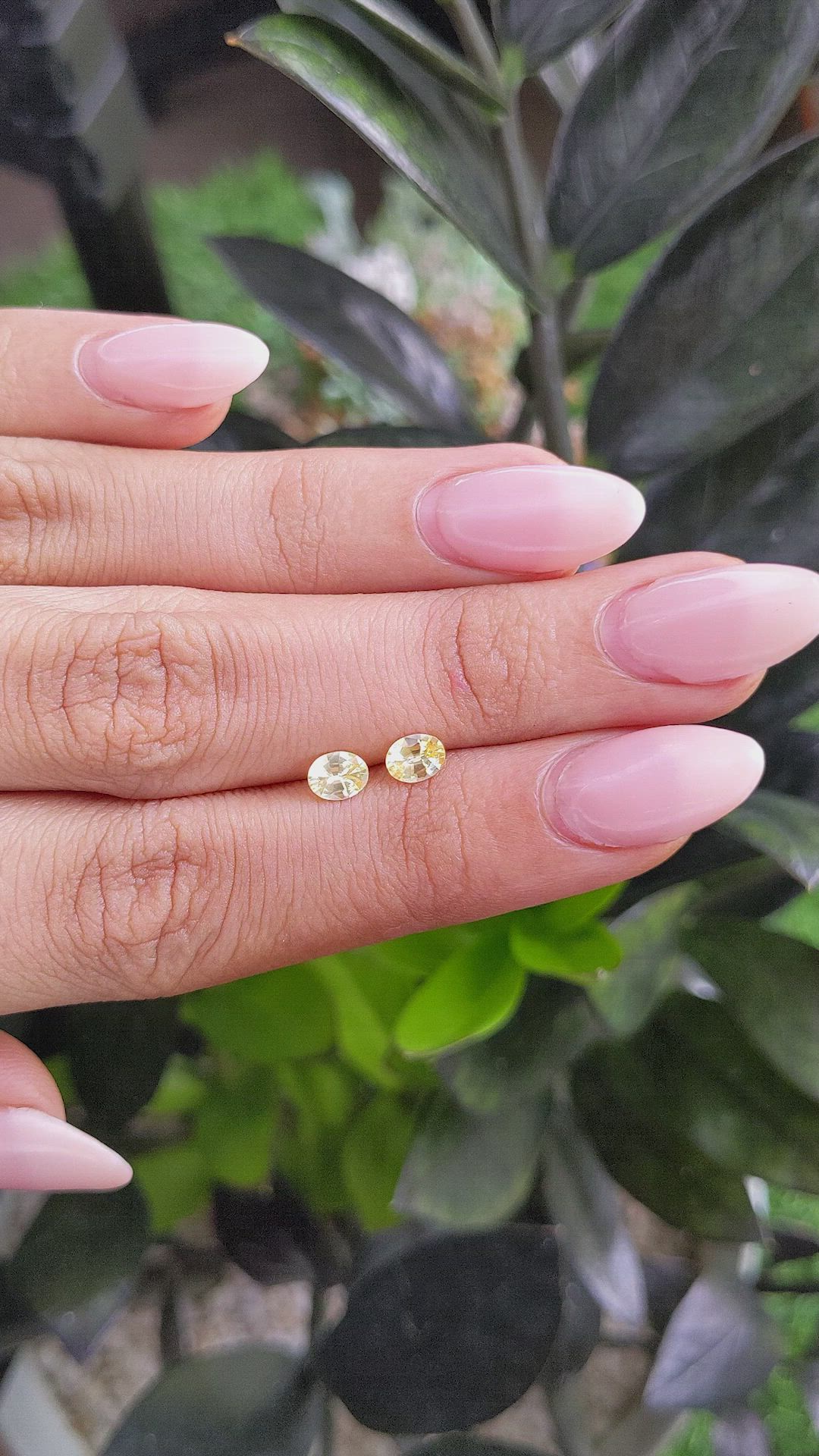 0.73&nbsp;Ct.Tw.Total Carat Weight Yellow Sapphire Pair from Ceylon (Sri Lanka) Size Video