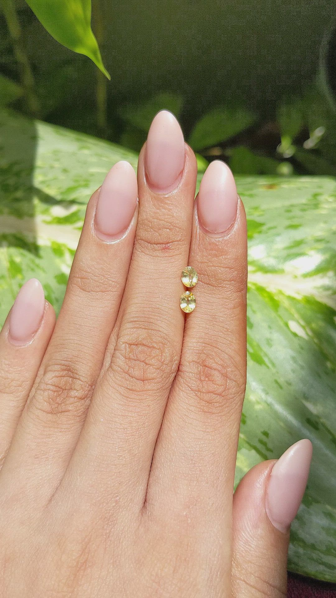 0.73 Ct.Tw.Total Carat Weight Yellow Sapphire Pair from Ceylon (Sri Lanka) Size Video