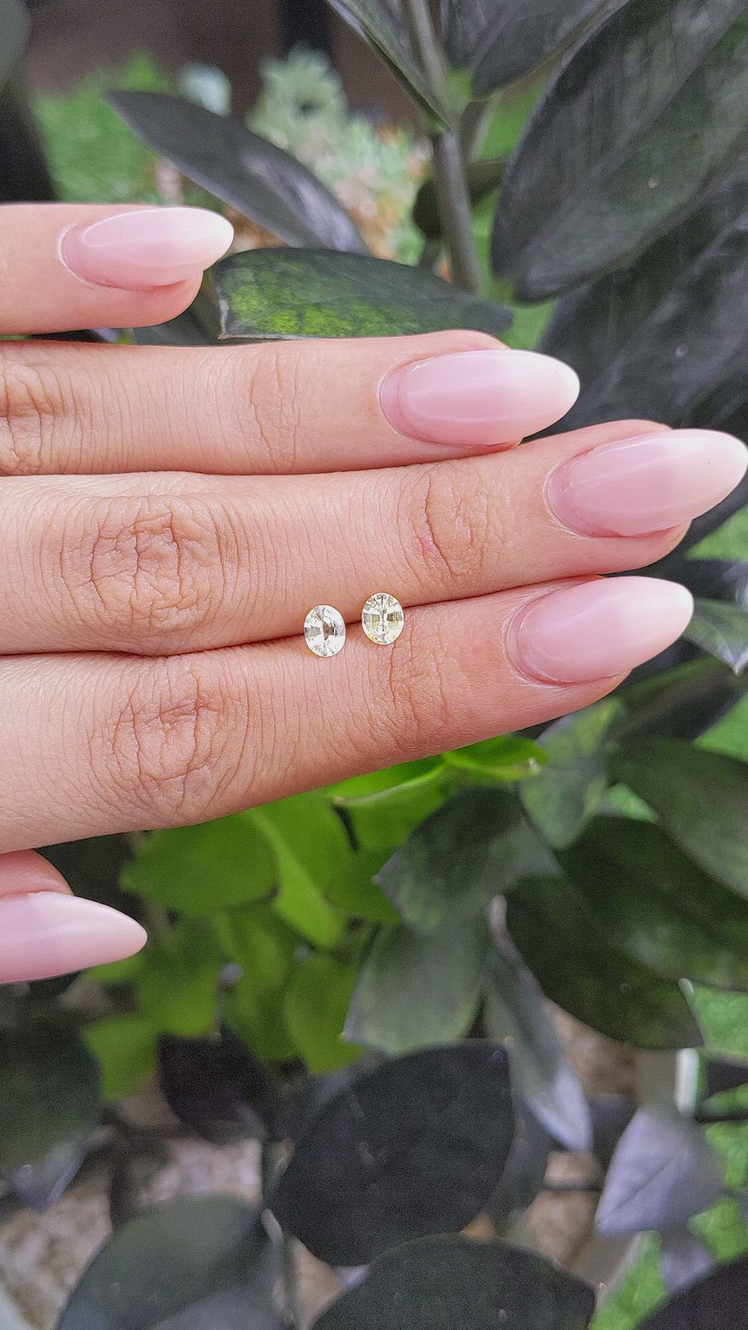 0.71&nbsp;Ct.Tw.Total Carat Weight Yellow Sapphire Pair from Ceylon (Sri Lanka) Size Video