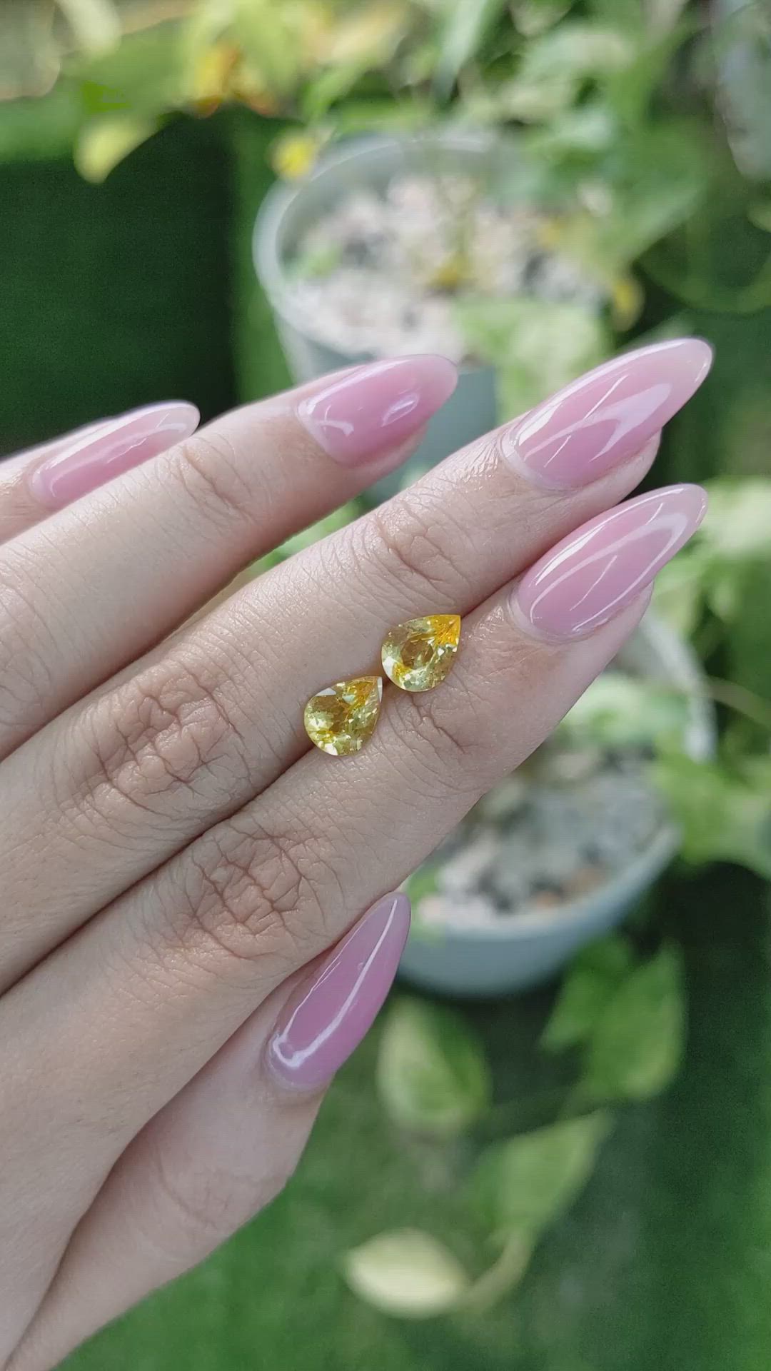 1.97&nbsp;Ct.Tw.Total Carat Weight Yellow Sapphire Pair from Ceylon (Sri Lanka) Size Video