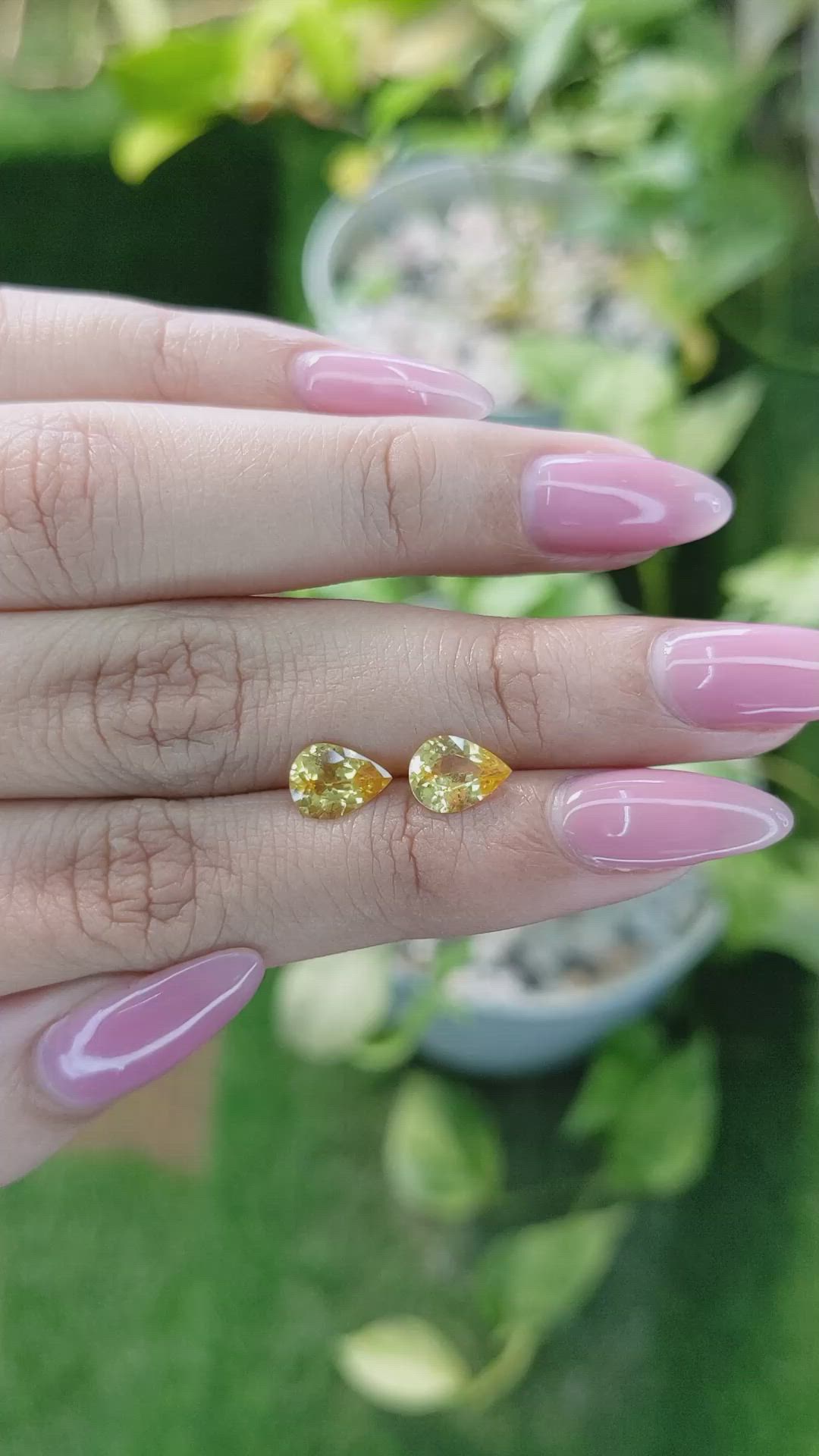 1.97&nbsp;Ct.Tw.Total Carat Weight Yellow Sapphire Pair from Ceylon (Sri Lanka) Size Video