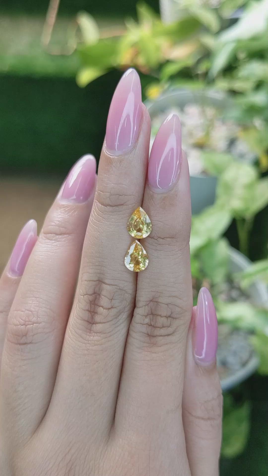 1.97&nbsp;Ct.Tw.Total Carat Weight Yellow Sapphire Pair from Ceylon (Sri Lanka) Size Video