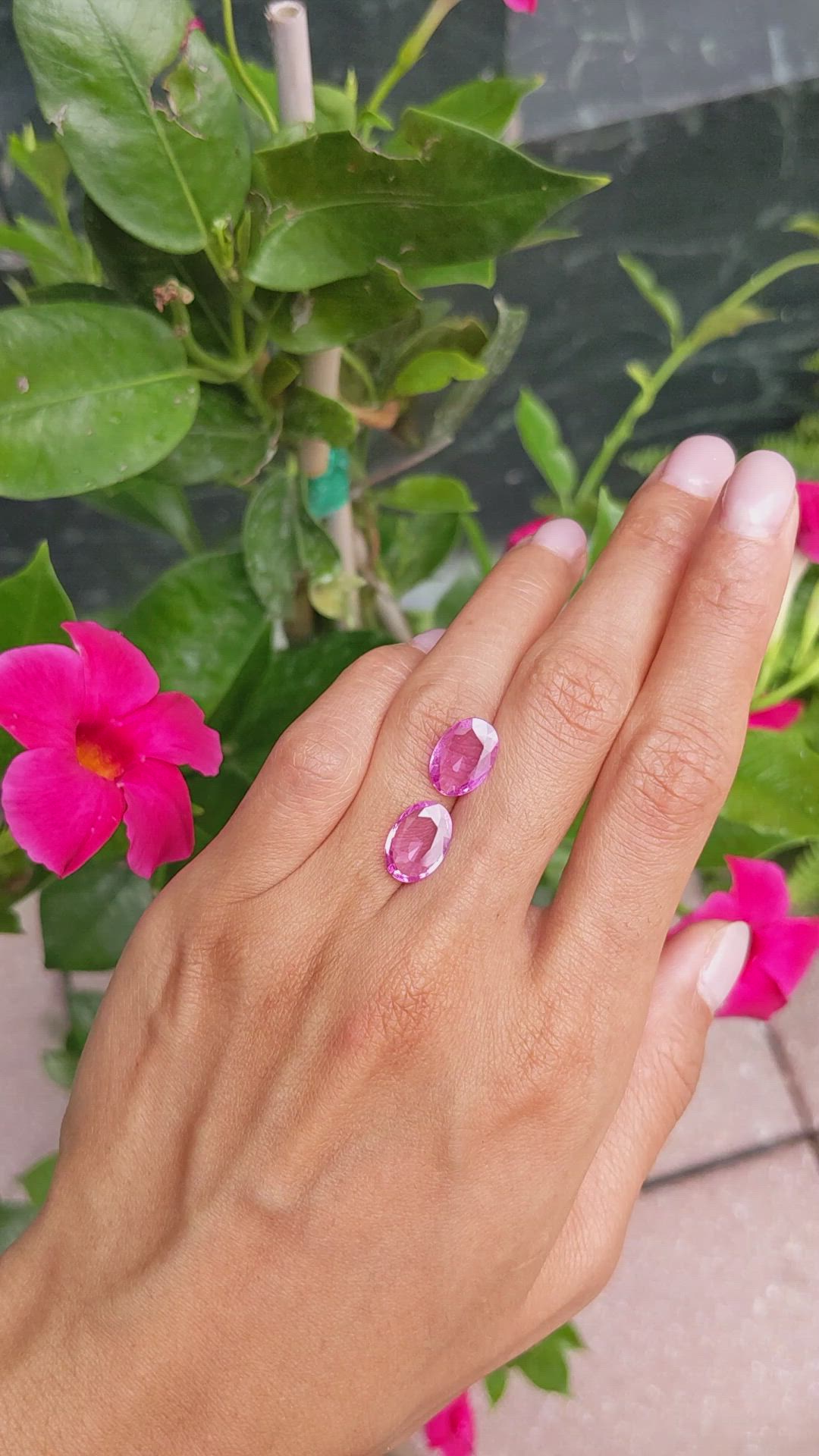 5.69&nbsp;Ct.Tw.Total Carat Weight Pink Sapphire Pair from Ceylon (Sri Lanka) Size Video