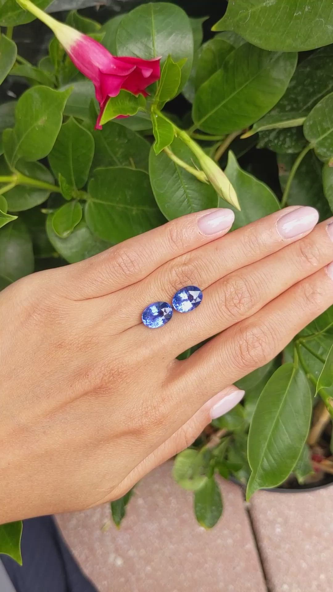 8.81&nbsp;Ct.Tw.Total Carat Weight Blue Sapphire Pair from Ceylon (Sri Lanka) Size Video