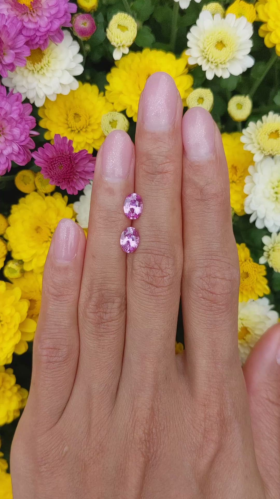 1.90&nbsp;Ct.Tw.Total Carat Weight Pink Sapphire Pair from Ceylon (Sri Lanka) Size Video