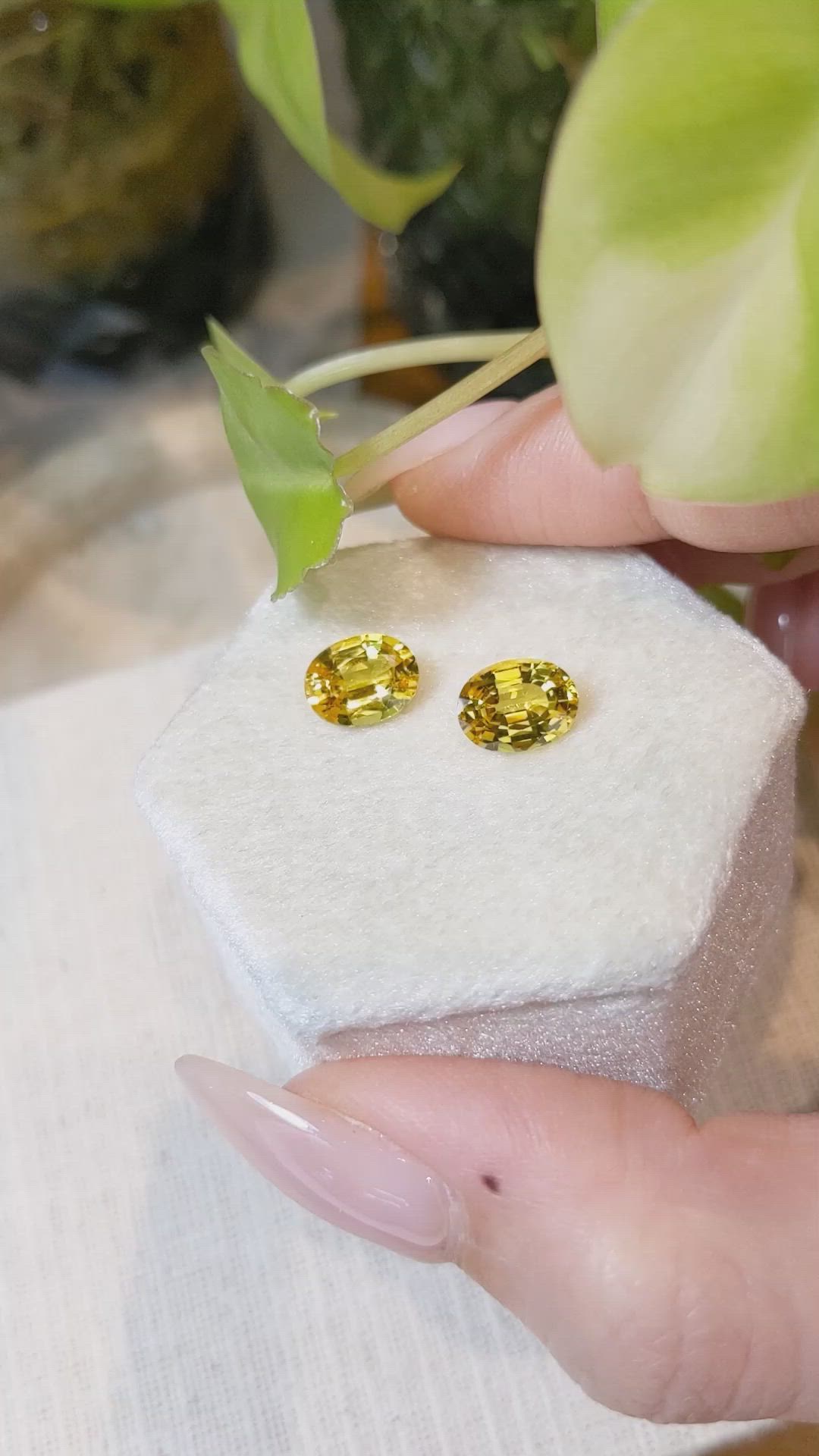 3.83 Ct.Tw.Total Carat Weight Yellow Sapphire Pair from Ceylon (Sri Lanka) Size Video