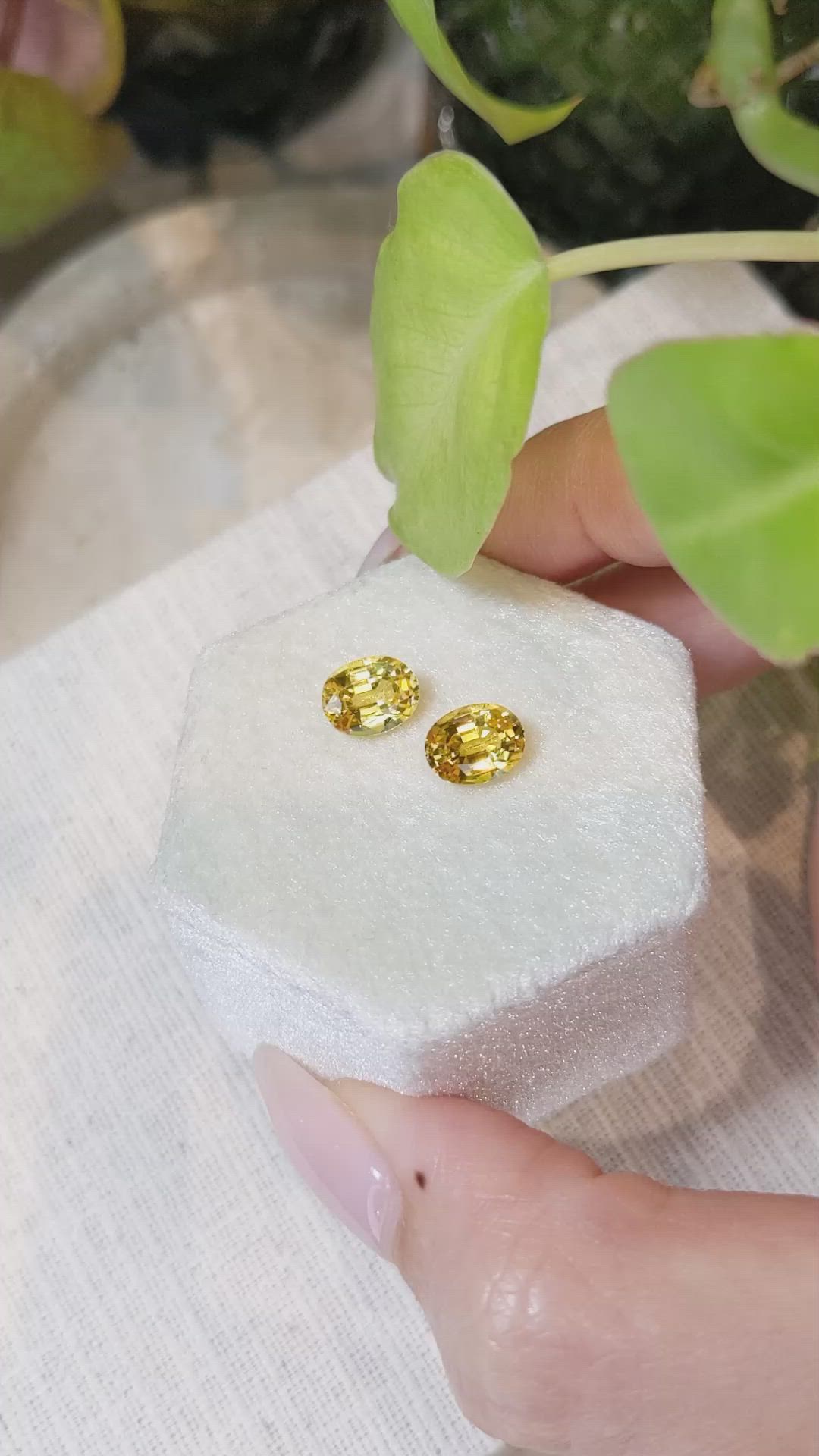 3.51&nbsp;Ct.Tw.Total Carat Weight Orangish Yellow Sapphire Pair from Ceylon (Sri Lanka) Size Video