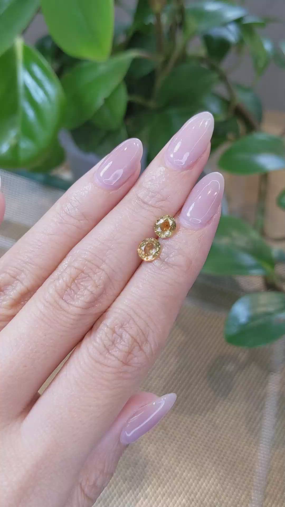 2.20&nbsp;Ct.Tw.Total Carat Weight Bi Color Sapphire Pair from Montana Size Video