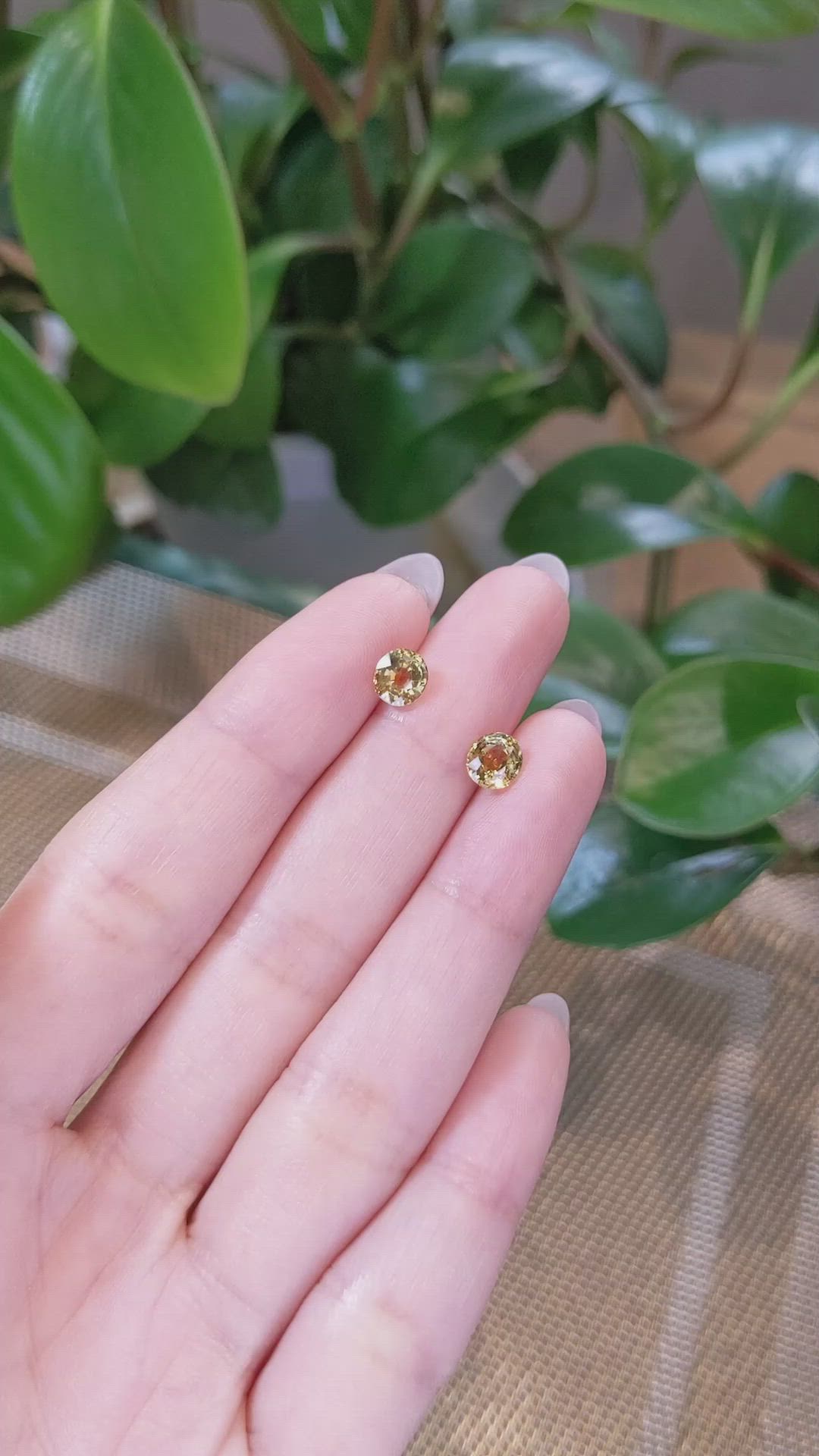 2.08&nbsp;Ct.Tw.Total Carat Weight Yellowish Brown Sapphire Pair from Montana Size Video