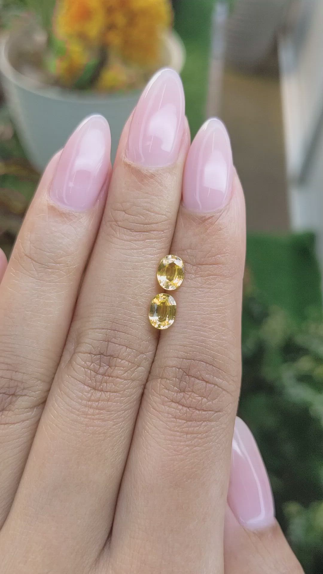 1.44 Ct.Tw.Total Carat Weight Yellow Sapphire Pair from Ceylon (Sri Lanka) Size Video