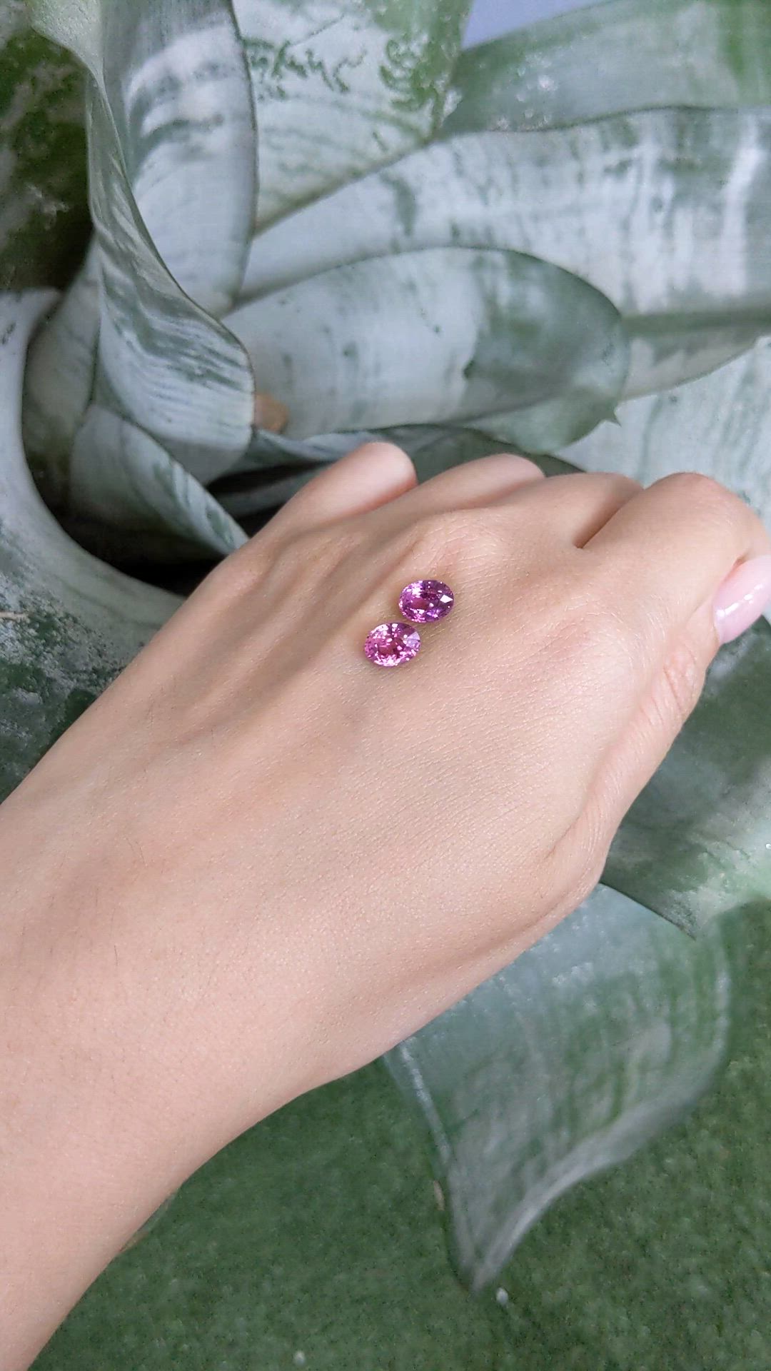 3.01 Ct.Tw.Total Carat Weight Purplish Pink Sapphire Pair from Ceylon (Sri Lanka) Size Video