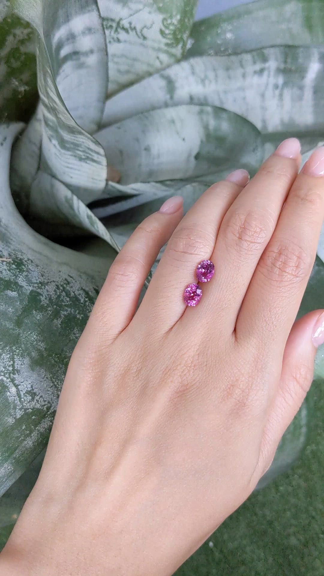 3.01 Ct.Tw.Total Carat Weight Purplish Pink Sapphire Pair from Ceylon (Sri Lanka) Size Video