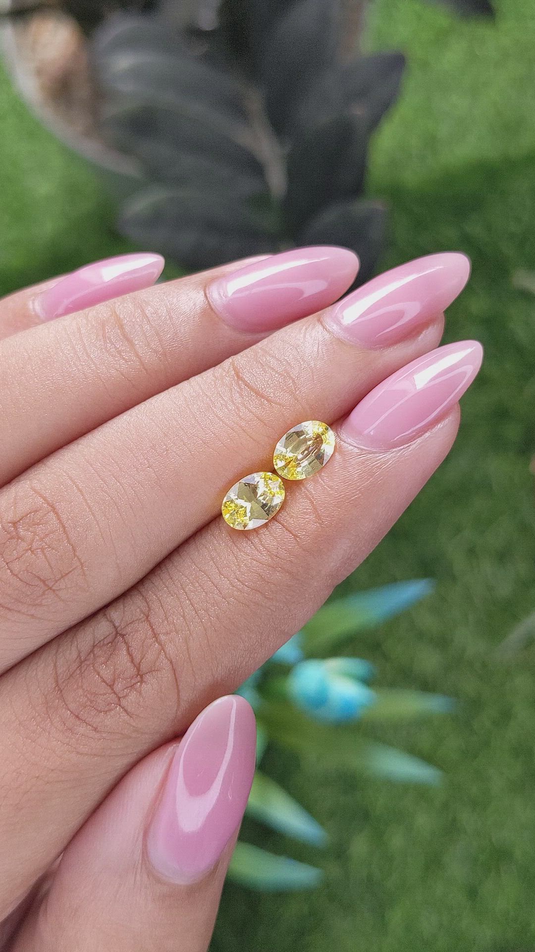 1.60 Ct.Tw.Total Carat Weight Yellow Sapphire Pair from Ceylon (Sri Lanka) Size Video