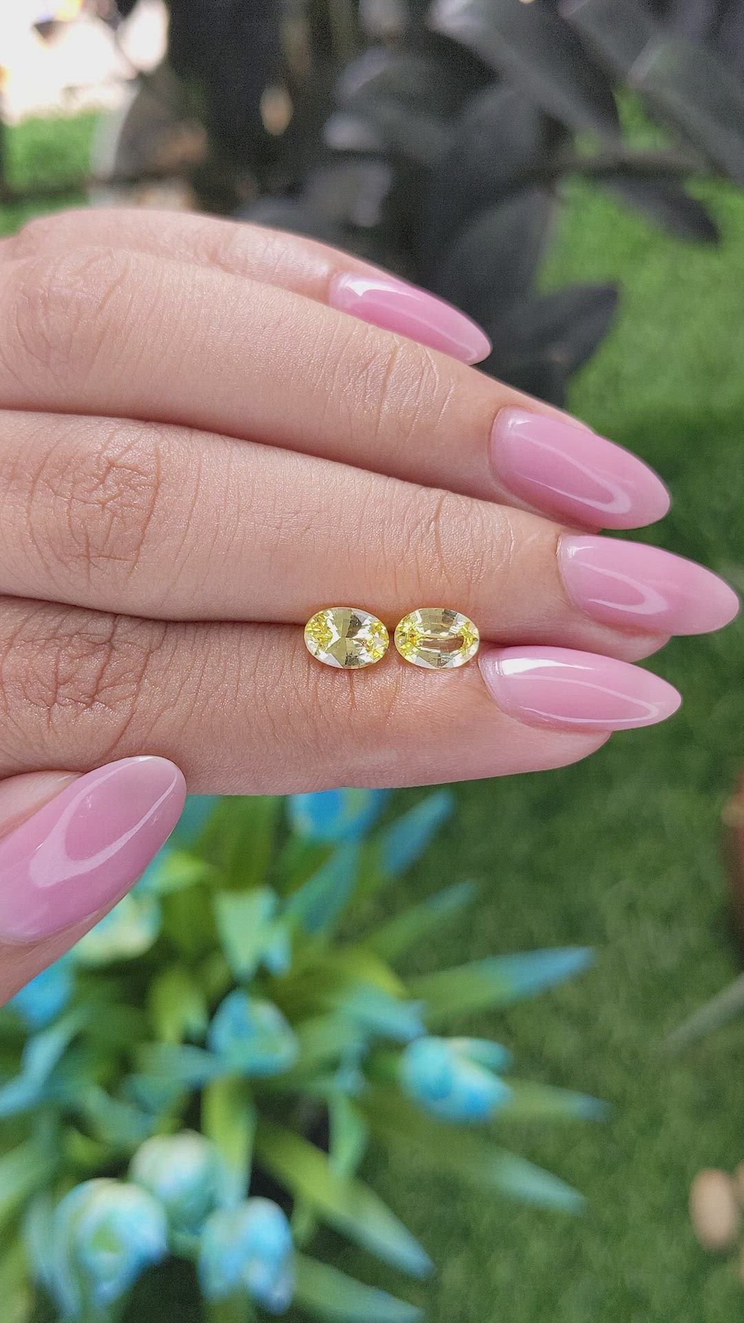 1.60 Ct.Tw.Total Carat Weight Yellow Sapphire Pair from Ceylon (Sri Lanka) Size Video