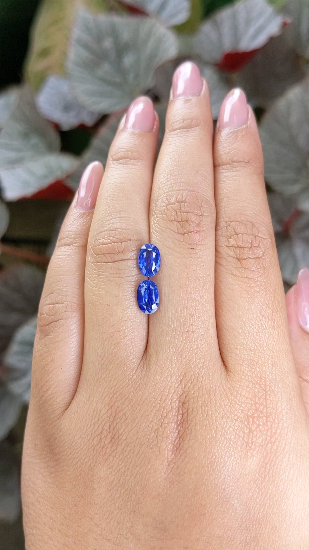 2.78 Ct.Tw.Total Carat Weight Blue Sapphire Pair from Ceylon (Sri Lanka) Size Video