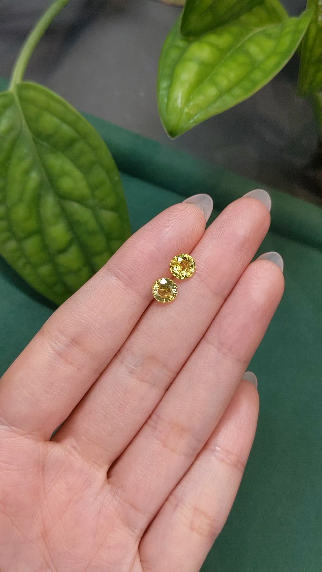 2.12 Ct.Tw.Total Carat Weight Yellow Sapphire Pair from Ceylon (Sri Lanka) Size Video