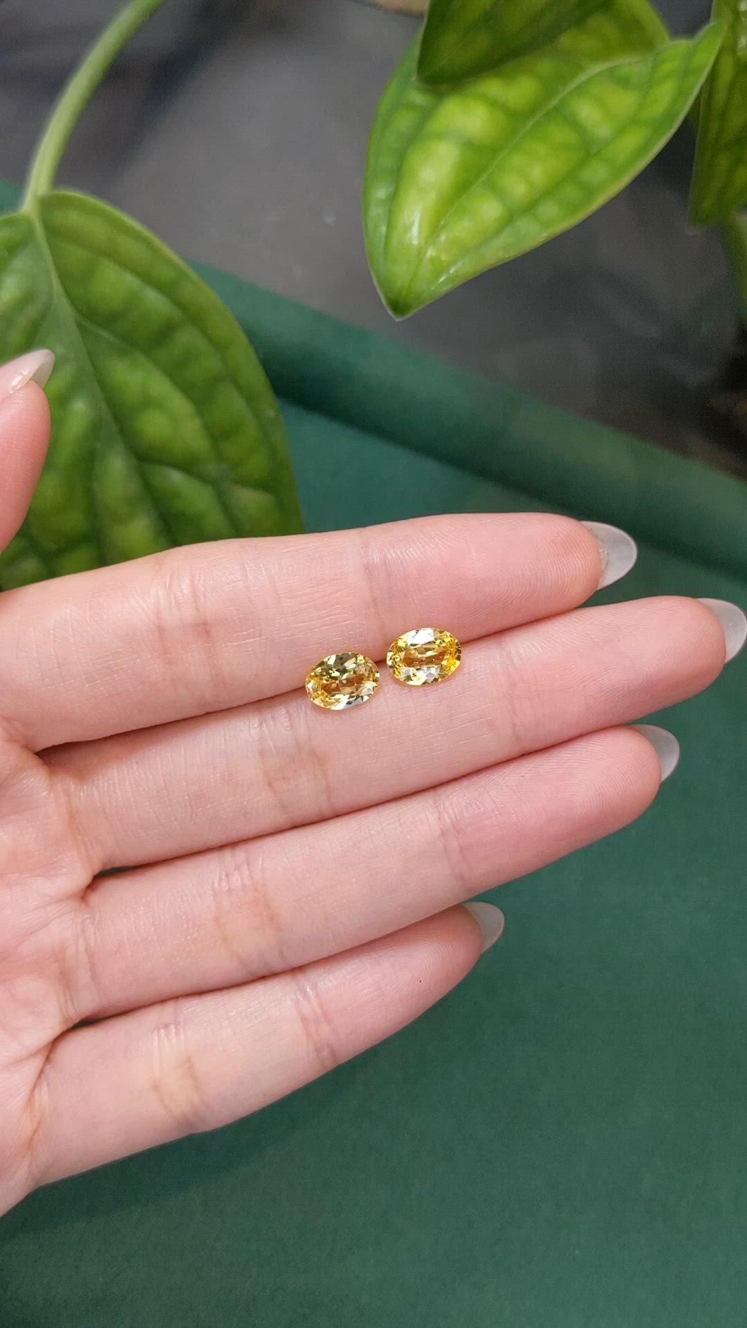 2.37&nbsp;Ct.Tw.Total Carat Weight Yellow Sapphire Pair from Ceylon (Sri Lanka) Size Video