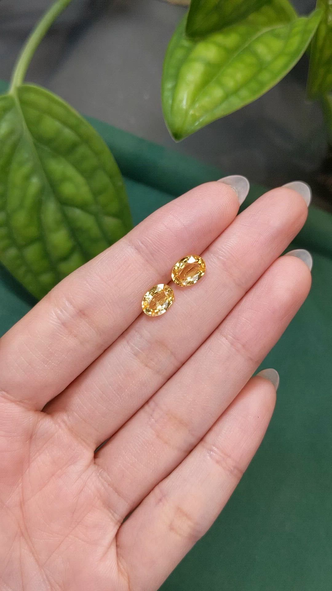 2.76&nbsp;Ct.Tw.Total Carat Weight Orangish Yellow Sapphire Pair from Ceylon (Sri Lanka) Size Video