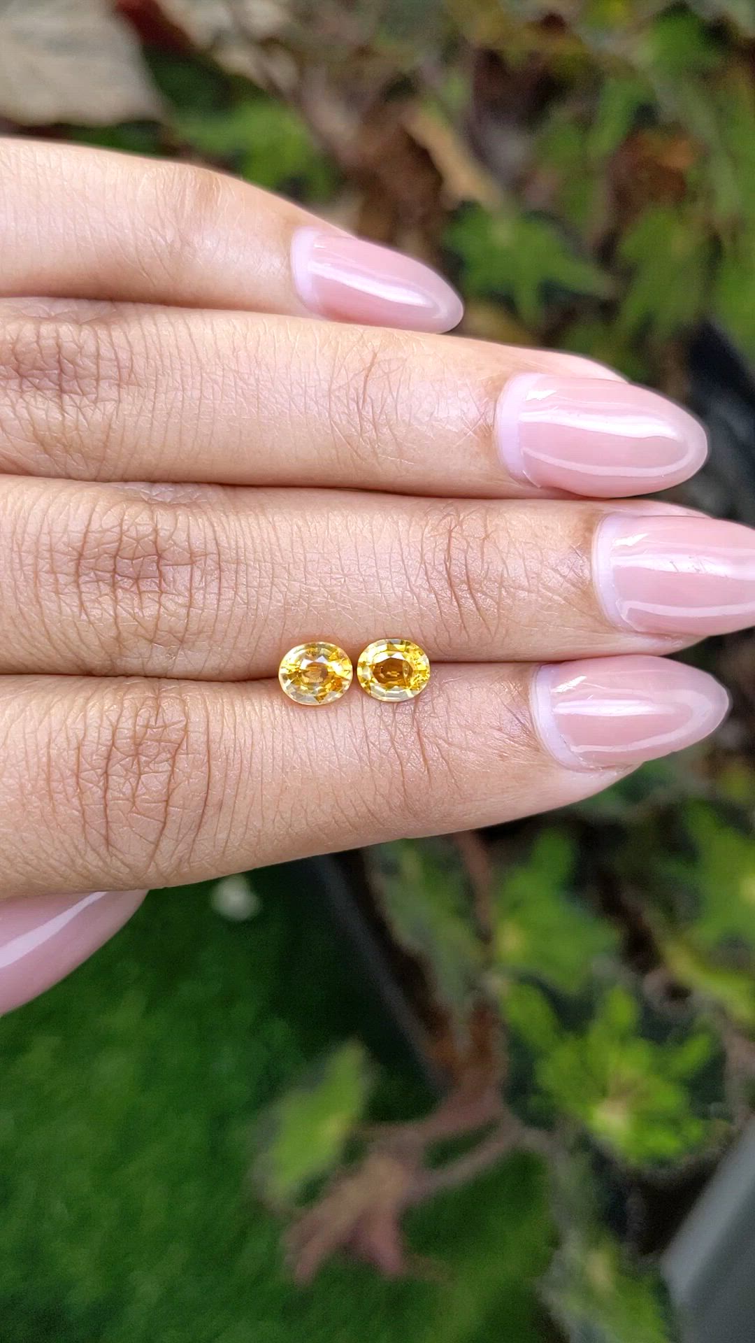 1.47 Ct.Tw.Total Carat Weight Yellow Sapphire Pair from Ceylon (Sri Lanka) Size Video
