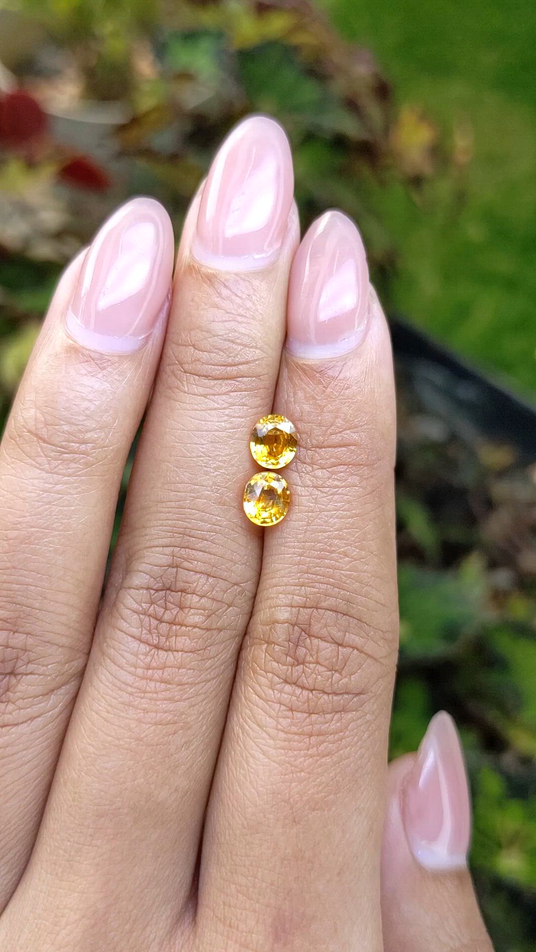 1.47 Ct.Tw.Total Carat Weight Yellow Sapphire Pair from Ceylon (Sri Lanka) Size Video