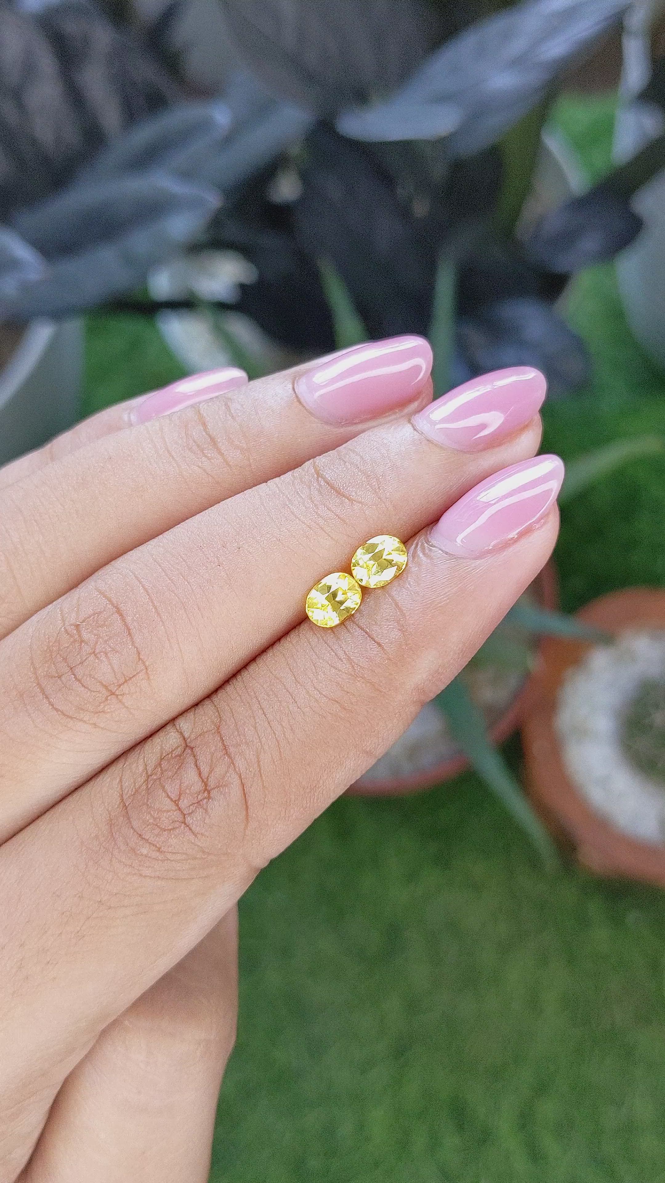1.24 Ct.Tw.Total Carat Weight Yellow Sapphire Pair from Ceylon (Sri Lanka) Size Video