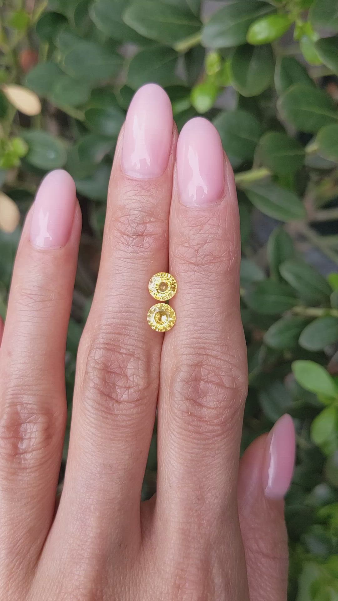 1.59&nbsp;Ct.Tw.Total Carat Weight Yellow Sapphire Pair from Ceylon (Sri Lanka) Size Video