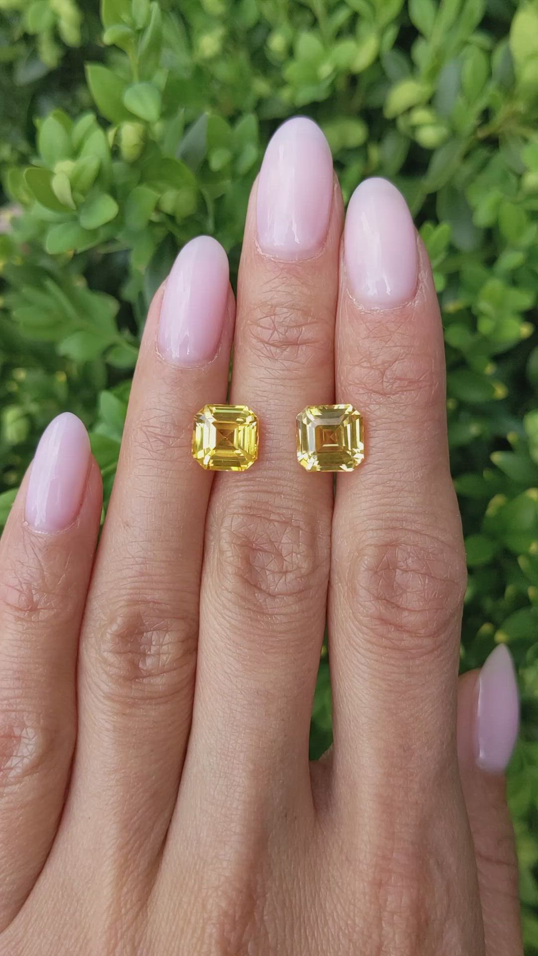 8.03&nbsp;Ct.Tw.Total Carat Weight Yellow Sapphire Pair from Ceylon (Sri Lanka) Size Video