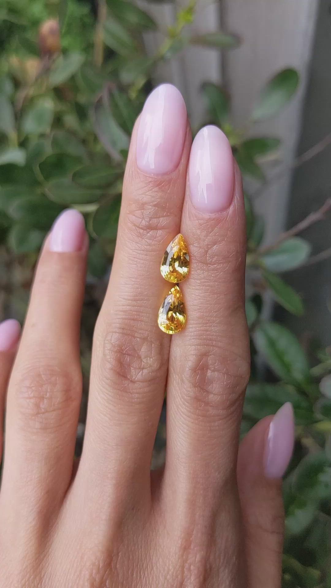 4.11&nbsp;Ct.Tw.Total Carat Weight Yellow Sapphire Pair from Ceylon (Sri Lanka) Size Video