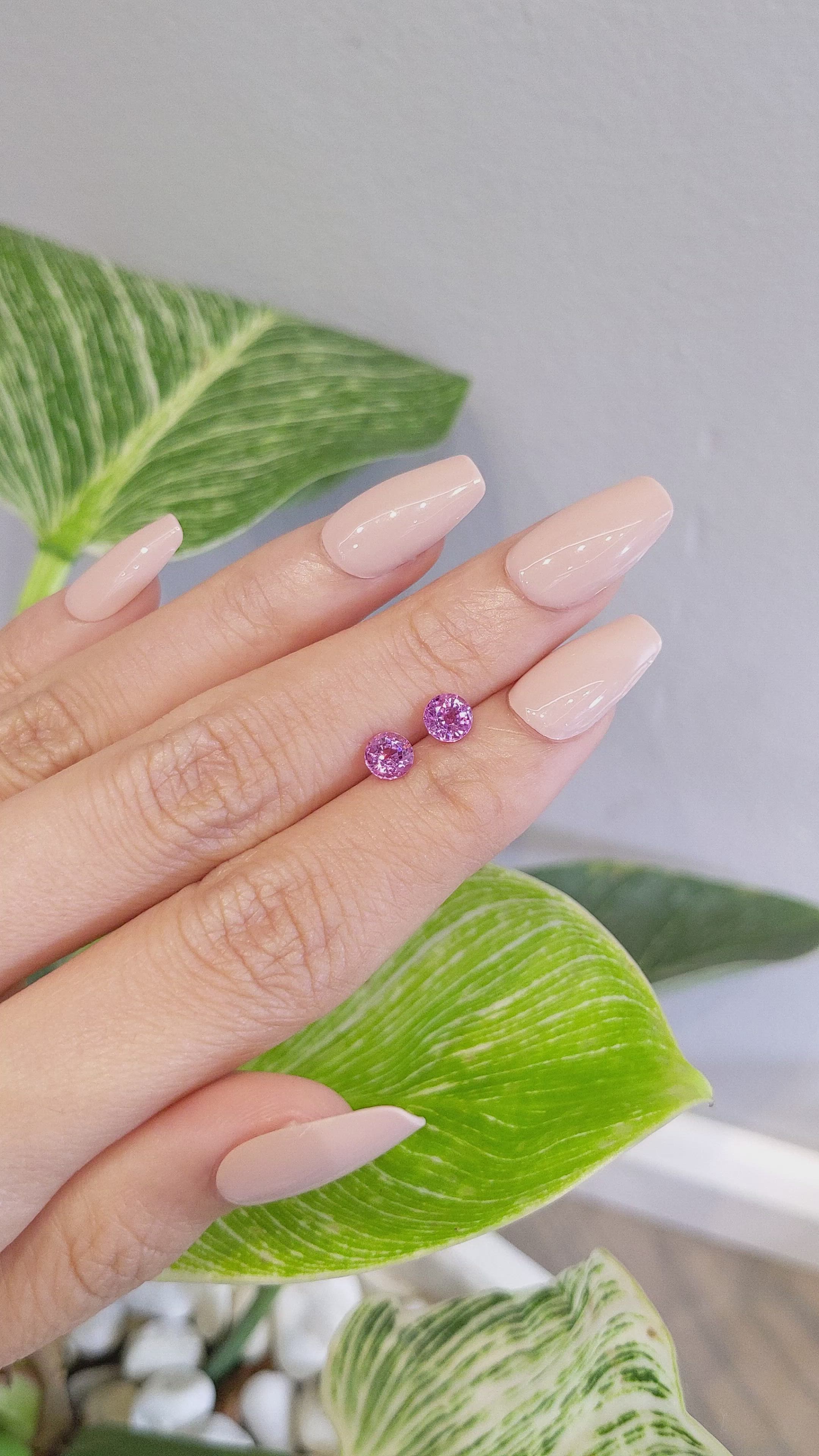 1.42&nbsp;Ct.Tw.Total Carat Weight Pink Sapphire Pair from Ceylon (Sri Lanka) Size Video