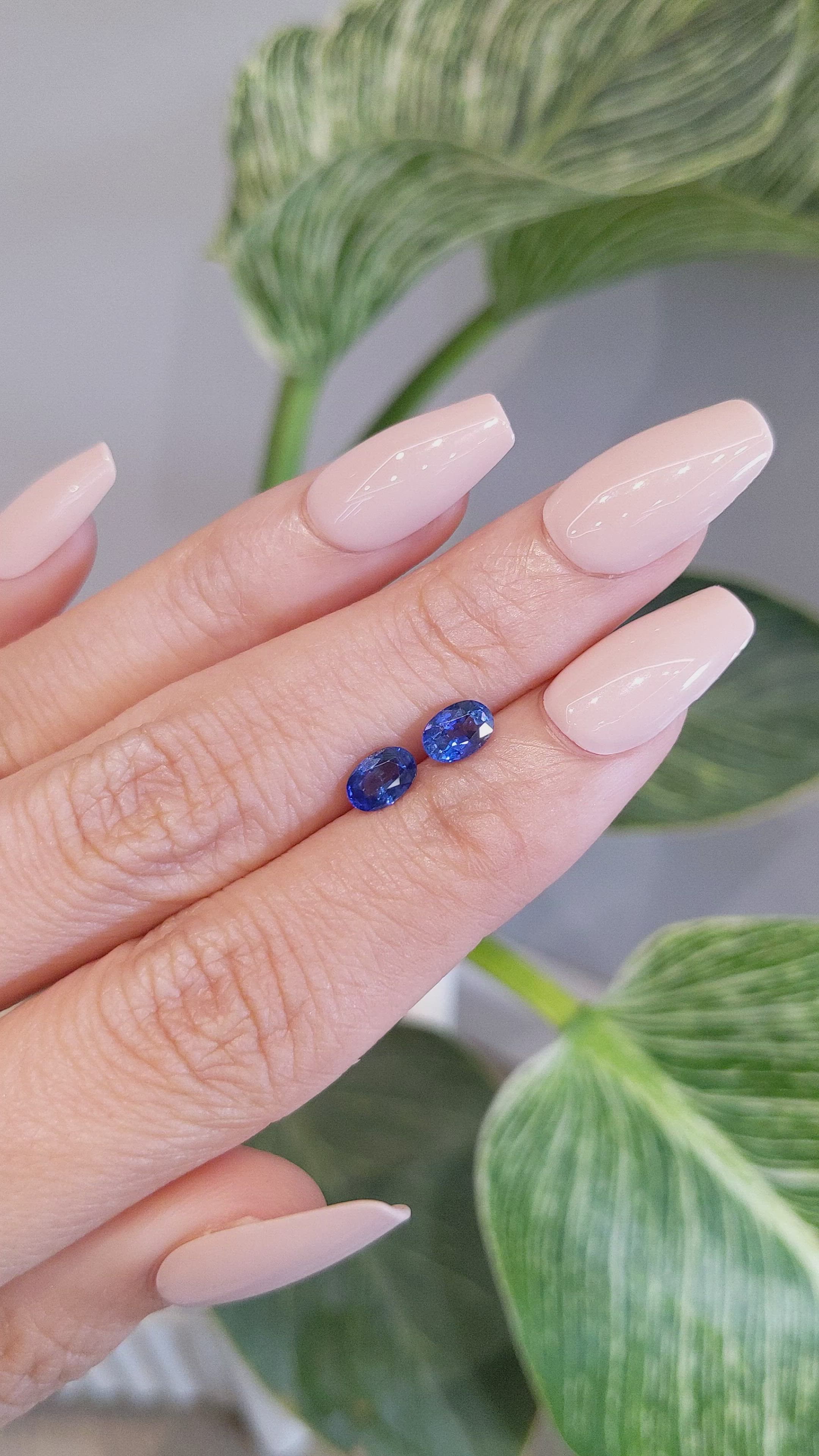 1.46 Ct.Tw.Total Carat Weight Blue Sapphire Pair from Ceylon (Sri Lanka) Size Video