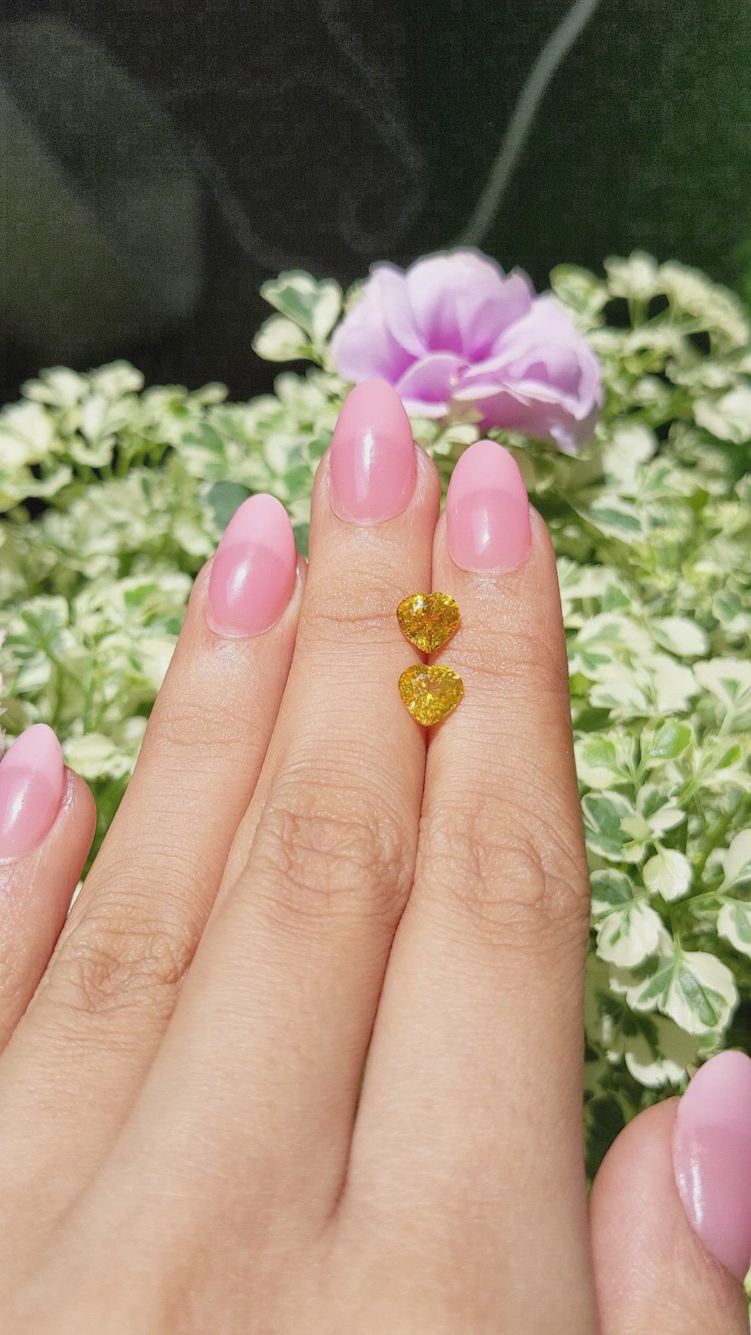 2.73&nbsp;Ct.Tw.Total Carat Weight Orangish Yellow Sapphire Pair from Ceylon (Sri Lanka) Size Video