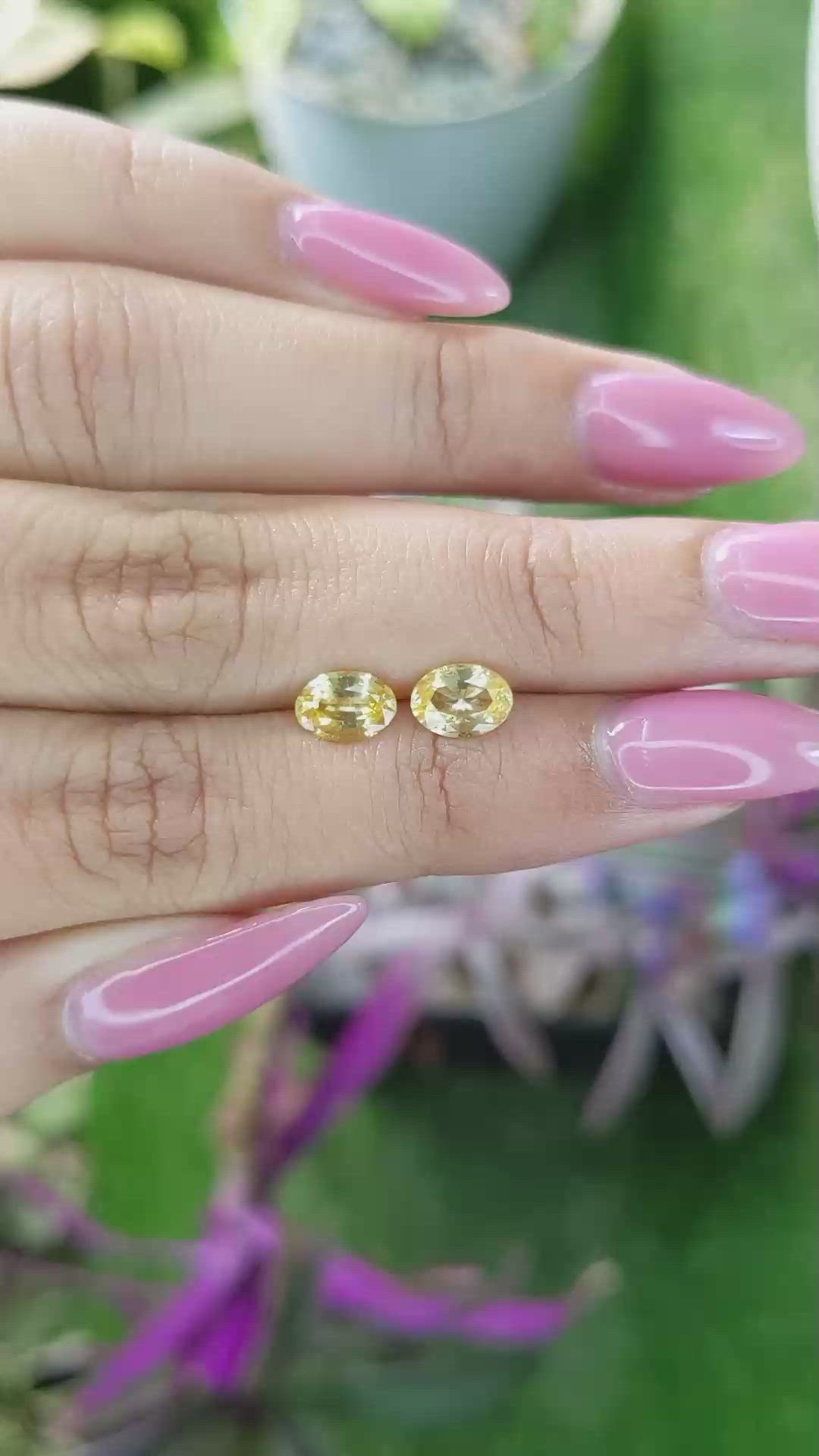 1.68 Ct.Tw.Total Carat Weight Yellow Sapphire Pair from Ceylon (Sri Lanka) Size Video