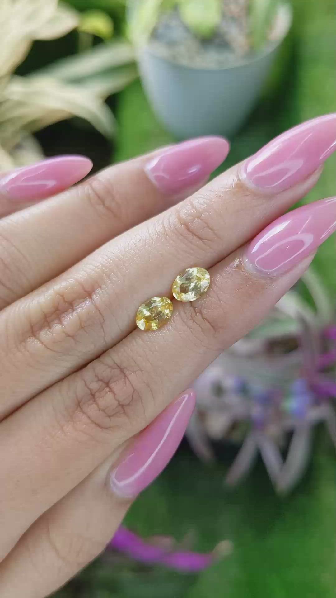 1.68 Ct.Tw.Total Carat Weight Yellow Sapphire Pair from Ceylon (Sri Lanka) Size Video