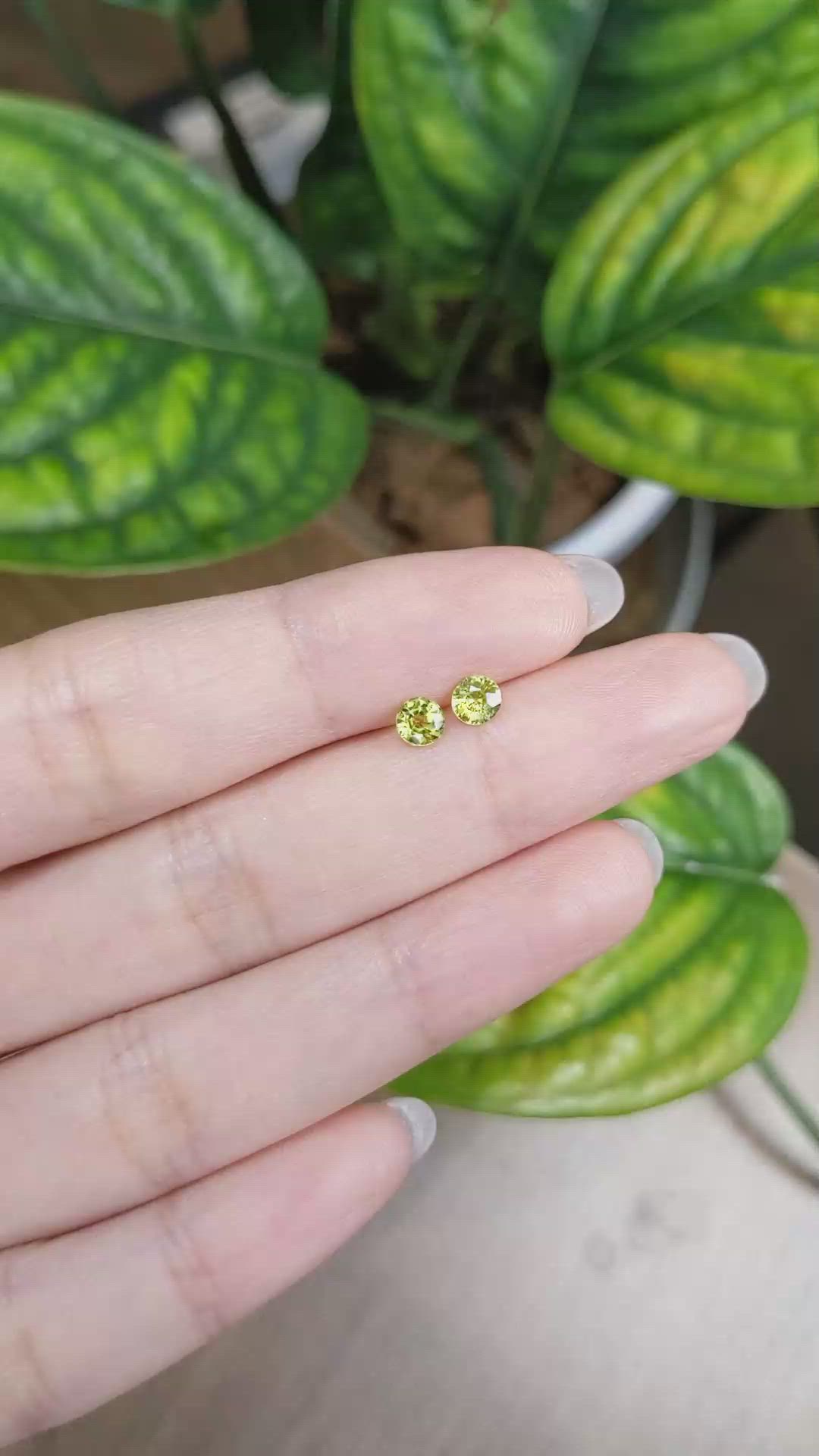 0.74&nbsp;Ct.Tw.Total Carat Weight Greenish Yellow Sapphire Pair from Ceylon (Sri Lanka) Size Video