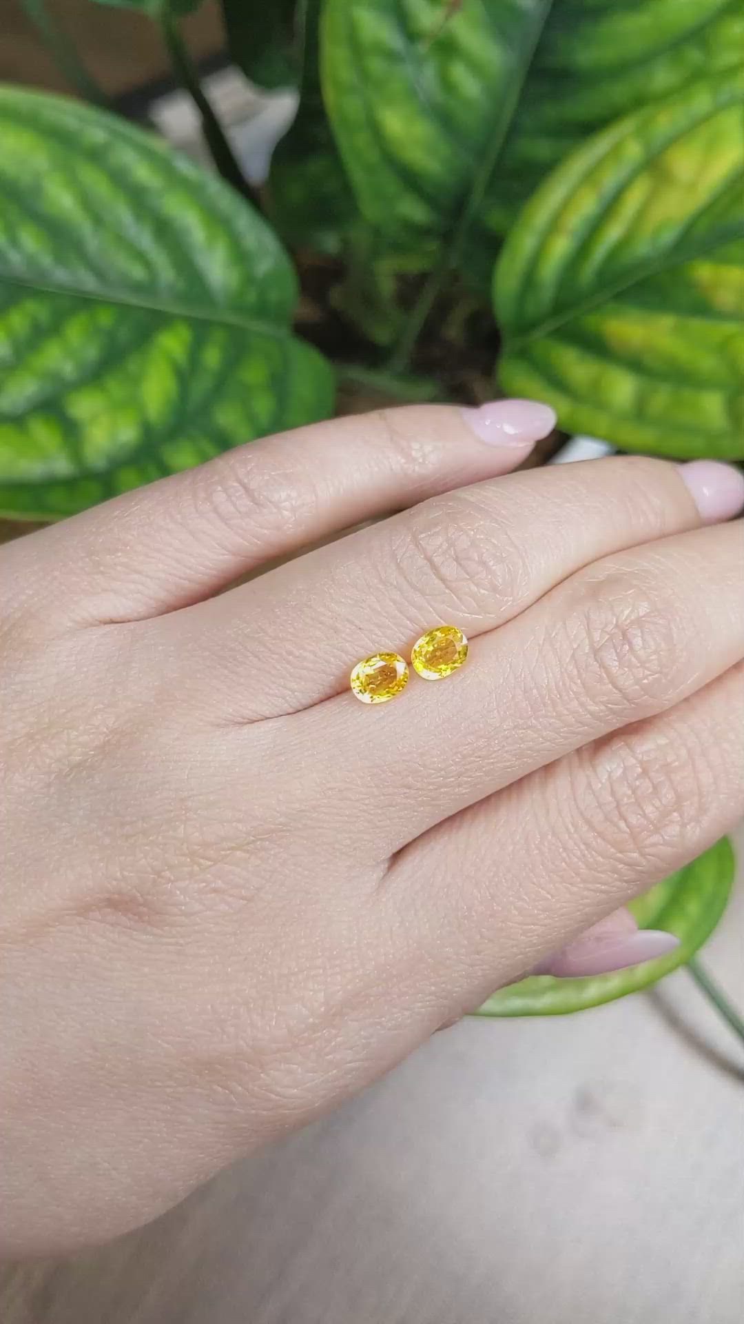 1.65 Ct.Tw.Total Carat Weight Yellow Sapphire Pair from Ceylon (Sri Lanka) Size Video