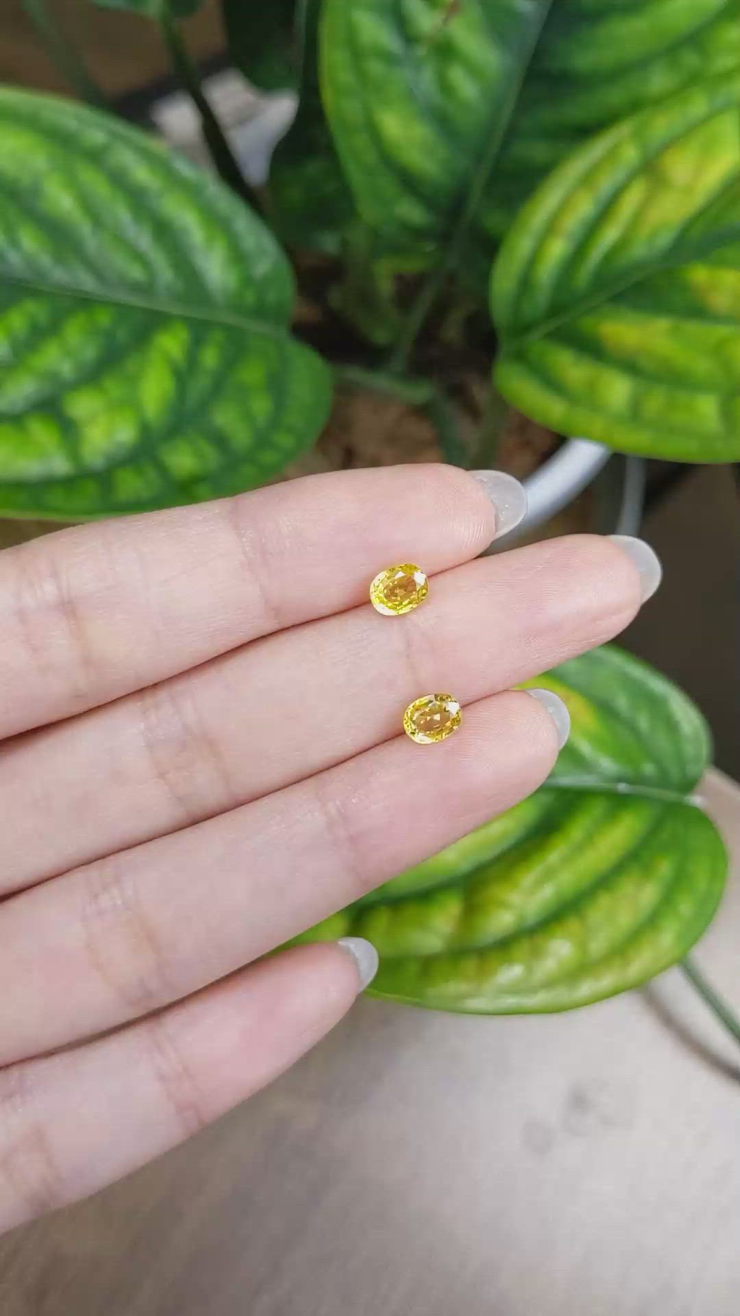 1.65 Ct.Tw.Total Carat Weight Yellow Sapphire Pair from Ceylon (Sri Lanka) Size Video