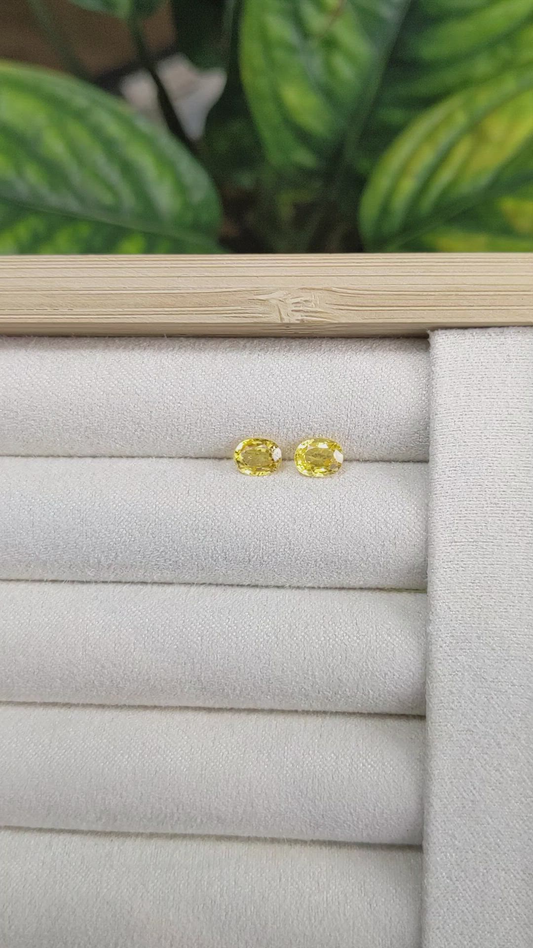 1.65 Ct.Tw.Total Carat Weight Yellow Sapphire Pair from Ceylon (Sri Lanka) Size Video