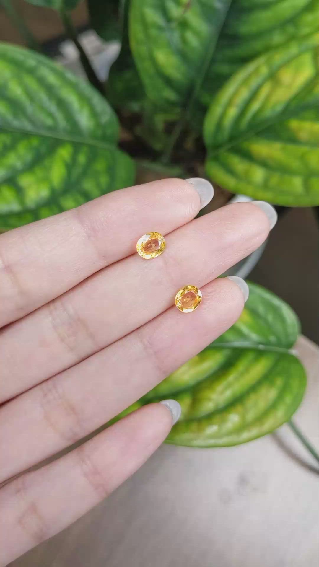 1.81&nbsp;Ct.Tw.Total Carat Weight Yellow Sapphire Pair from Ceylon (Sri Lanka) Size Video