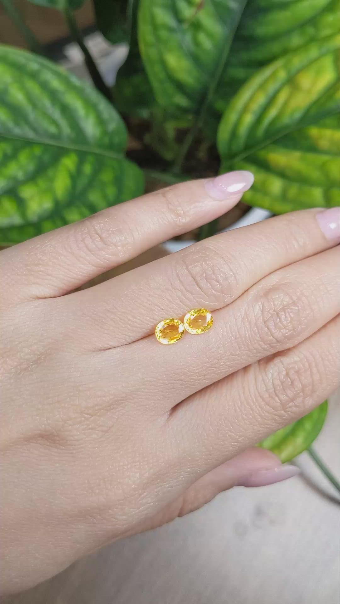 1.81&nbsp;Ct.Tw.Total Carat Weight Yellow Sapphire Pair from Ceylon (Sri Lanka) Size Video