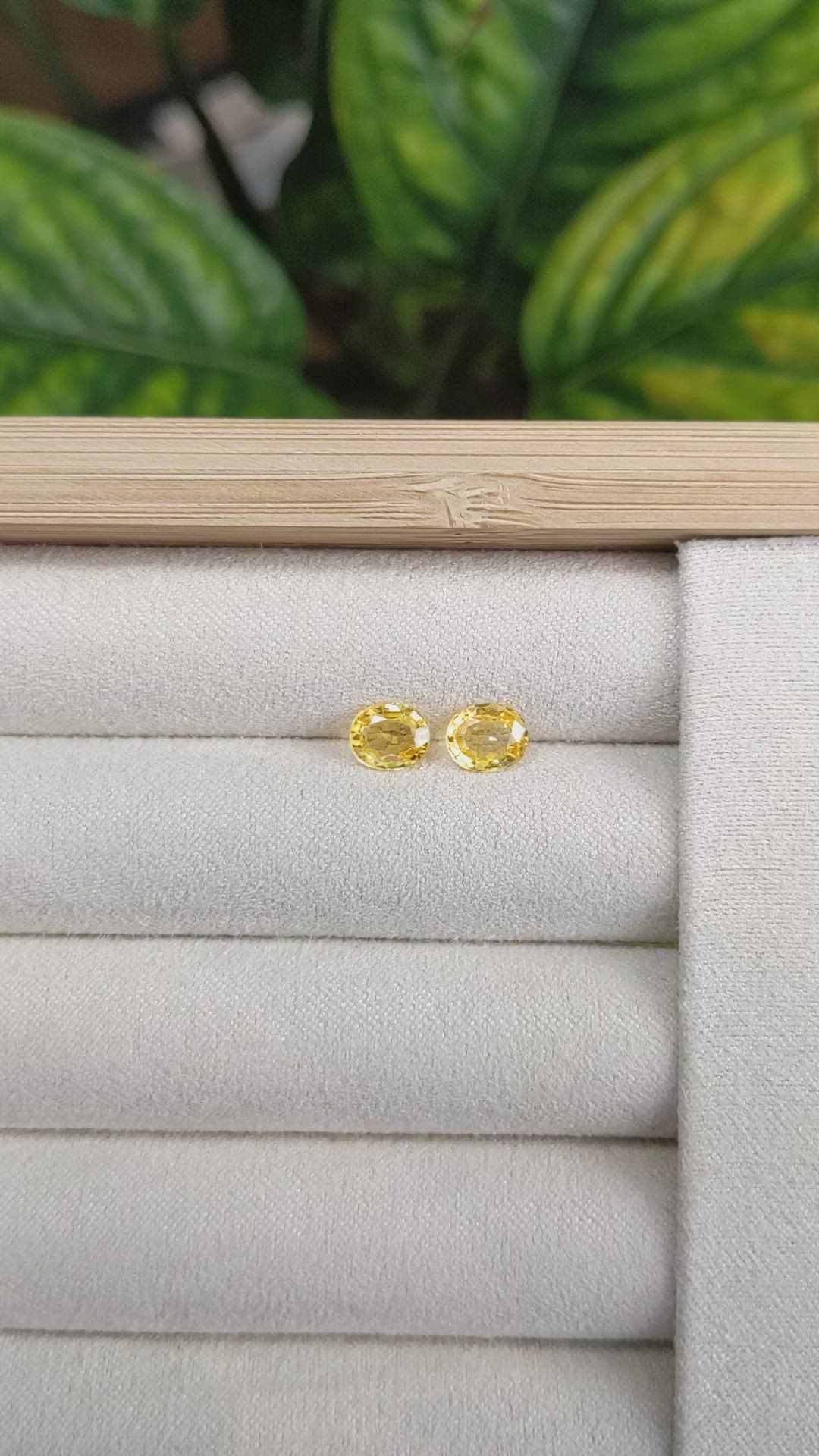 1.81&nbsp;Ct.Tw.Total Carat Weight Yellow Sapphire Pair from Ceylon (Sri Lanka) Size Video