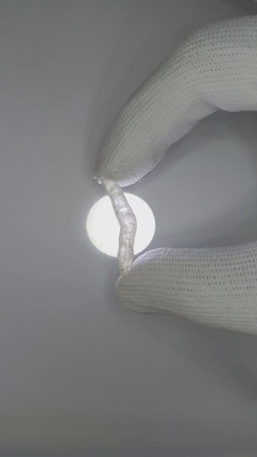 7.67 Ct. Grey Sapphire Crystal from Ceylon (Sri Lanka) Size Video