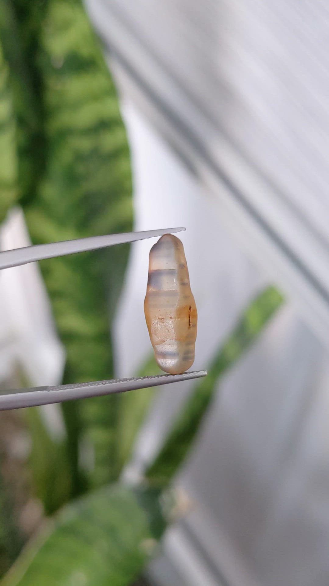 6.44 Ct. Bi Color Rough Sapphire from Ceylon (Sri Lanka) Size Video