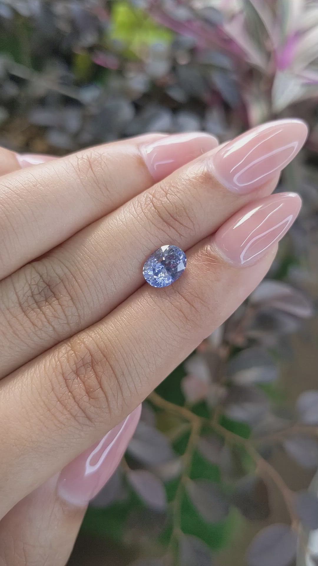 1.68 Ct. Bi Color Sapphire from Ceylon (Sri Lanka) Size Video