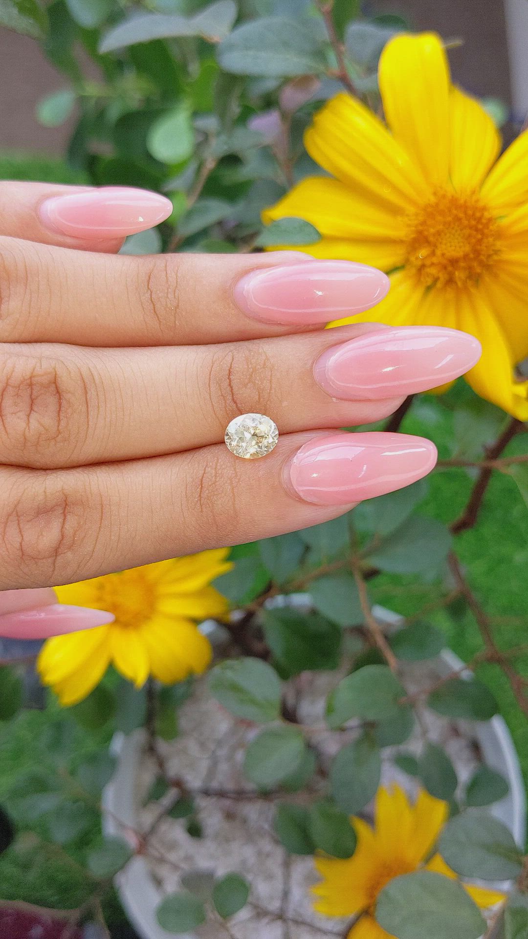 1.90 Ct. Yellow Sapphire from Ceylon (Sri Lanka) Size Video